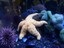 blue*5