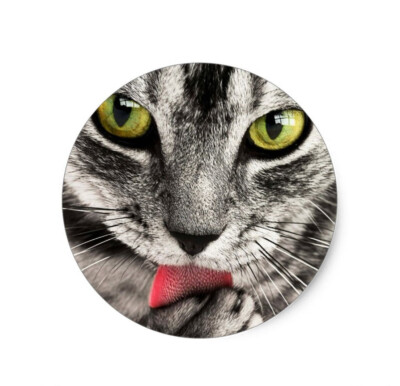 TABBY CAT FACE LICKING Pendant 925 Sterling Silver 20'' Necklace Men Women GIFT
