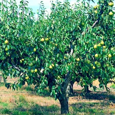 EUROPEAN PEAR TREE SEEDS (Pyrus Communis) Fast Hardy Fruit Flower Garden Plant