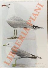 CATALANO Umberto - Gabbiano corso (Larus audouinii), Gavina (Larus canus)