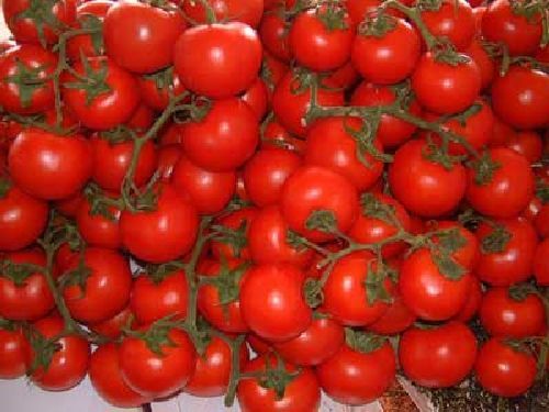 organische Tomaten Ungarische Tomatensamen/"Solanum pimpinellifolium/"Urtomate