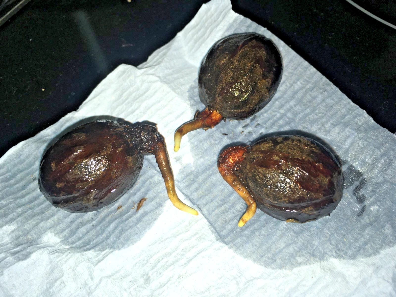 One nutmeg (Myristica fragrans) Germinating seed
