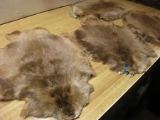 Tanned Beaver Hide From Canada Light Color Open Leg  Damaged Id Tag Blue