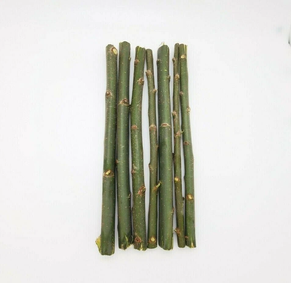 69 Hybrid Willow Austree PRIVACY Salix tree cutting Fast w instructions start
Opens in a new window