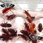 Adults Mix  Red Runner Turkestan Roaches 1/2” BULK Tarantula | Dubia Replacement