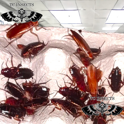 Adults Mix  Red Runner Turkestan Roaches 1/2  BULK Tarantula | Dubia Replacement