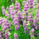1000+ Monarda citriodora Seeds | Lemon Mint | Lemon Bee Balm , 1000 Seeds USA