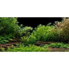 Aquarium Background Aquatic Plant Fish Tank Vinyl 72x24in/180x60cm
