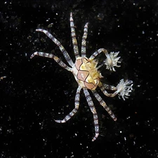 Pom Pom Live Crab – Unique Saltwater Invertebrate for Reef Aquarium