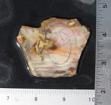 Colorful Flint   Lapidary Slab             T1386