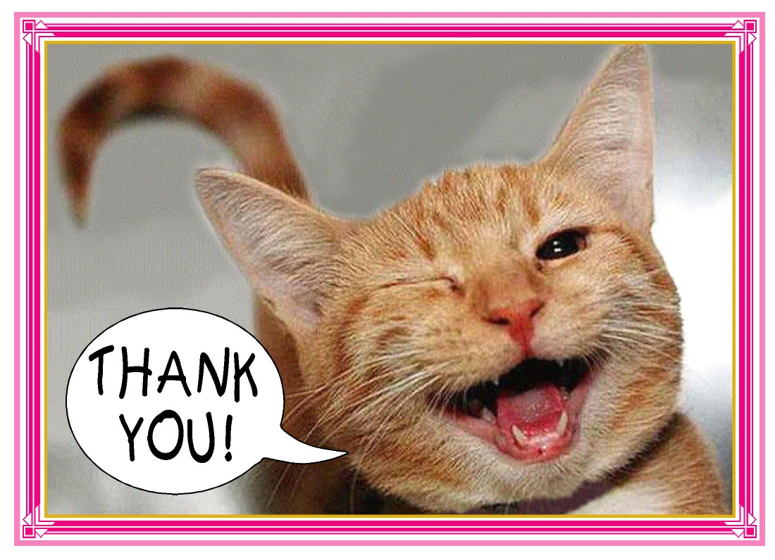 Thank You Cat