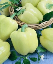 White Cloud Sweet Bell Pepper select 25 -100 -1000 Seeds Early! Rare color