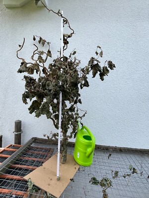 BIO-XXL-Naturholz-Korkenzieherhasel-Ast-Stamm  Haustiere Terrarium Dekoration