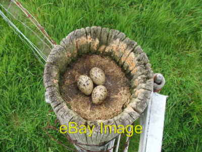 Foto 6x4 Austernfischer Nest bei Tayinloan. This is the same post as John c2006