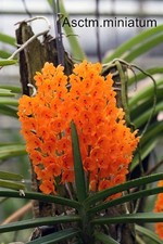Rare Ascocentrum miniatum orchid plant, not in bloom