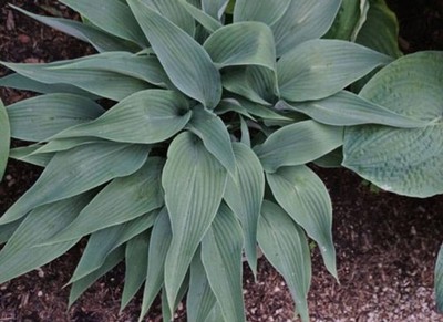 Hosta Talking Point 5.25'' Pot Well Rooted Perennial Shade Plant