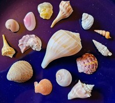 Muschelsammlung vom Mexikanischen Golf bis 8 cm gr...