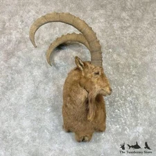 #26483 EL | Mid-Asian Ibex Taxidermy Shoulder Mount For Sale
