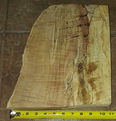Spalted Curly Big Leaf Maple Burl Slab Highly Figured Kiln Dried 11'' L 2'' T 9'' w