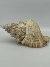 11” Frog-shell Sea Shell  Horn Excellent Condition