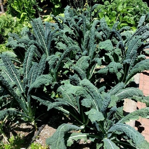 500 semi di cavolo NERO DI TOSCANA CAVOLO DI PALMA -CAVOLO PALMIZIO - Foto 3 di 5