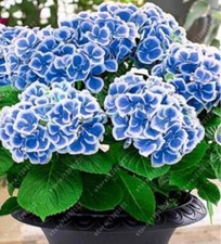 20 SEEDS for Navy Blue/white HYDRANGEA RARE flower exotic bush plant USA Seller