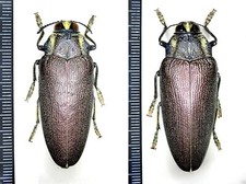 Buprestidae, Steraspis (Steraspis) arabica Waterhouse, 1904, Saudi Arabia