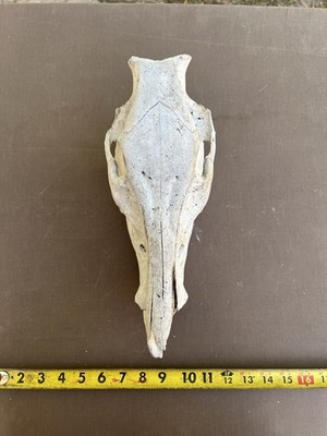 Real Authentic Pig Hog Skull From Texas Science Taxidermy Hunting Oddity