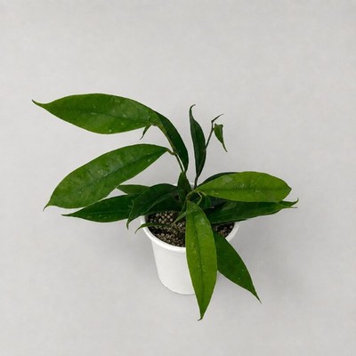 Rare Hoya Mappigera Borneo Live Plant Fragrant Tropical Wax Plant Grow in pot