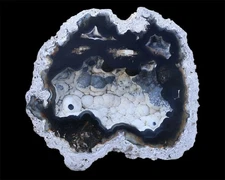 AGATIZED CORAL FOSSIL Chalcedony Geode Mineral Specimen Tampa Bay FLORIDA 4A