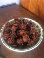 Witch's Burr 72 pc. Sweet Gum Seed Pods Balls NC 2025 Rootwork Protection