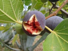 Fig Fruit Tree Rouge de Bordeaux Extra Large 3ft in a 5L Pot By Direct Plants