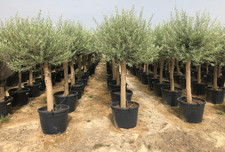 Ulivo Olivo "Olea europea" cfr tronco 25/35 cm in vaso da 70 litri FOTO REALI