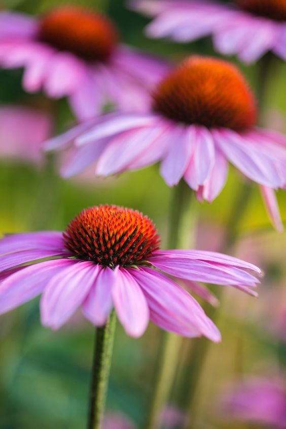 ECHINACEA & GOLDENSEAL Combined Herbs Cold ORGANIC FOLK REMEDY TINCTURE eBay
