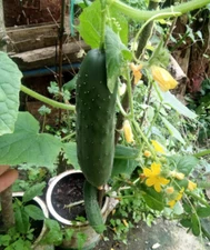 Cucumis sativus Green long fruit Cucumber  Fingers Baby Persian - 20 Sementes