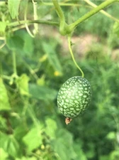 Cucamelon seed (Melothria scabra) Mouse Melon, Mexican Sour Gherkin ~ 25 to 1000