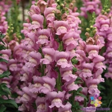 1000+ Opus Lavender Snapdragon Seeds for Garden Planting - USA - FREE SHIPPING!