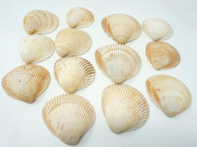 Fan Sea Shells Lot Of 13 Sea Shells Half Shells Scallop Fan Shells Sea Shore Serving ...