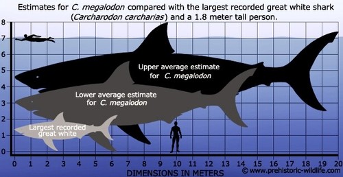6 INCH LONG REAL MEGALODON SHARK TOOTH CERTIFIED FOSSIL GIANT GENUINE MEG BIG - Picture 3 of 5