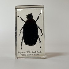 Real Life Bugs And Insects Taxidermy Sugarcane White Grub Beetle In Resin Block