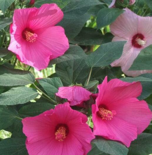 Giant Hibiscus Flower Varied Colors Hibiscus Moscheutos 30 Seeds | eBay