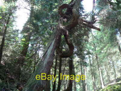 Foto 6x4 Knotty Ash? Benmore\/NS1385 On a Track above Puck's Glen. c2007