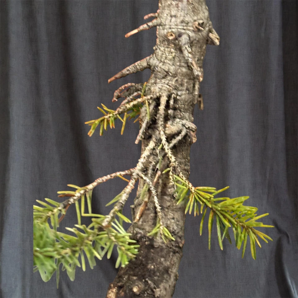 100% wild-collected, raw Yamadori White Spruce pre bonsai material - Image 3 of 4