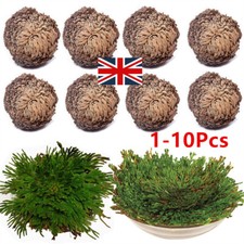 1-10Pcs Rose of Jericho Plant Spike Moss Air Fern - Resurrection Grass Plant UK
