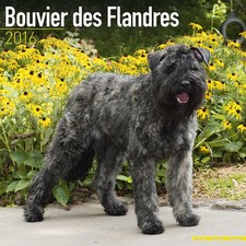 Calendrier 2016 - BOUVIER DES FLANDRES