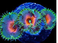 -CC- Live Coral 2 Polyps Captain America Palythoa / Zoanthid L Frag Reef Tank