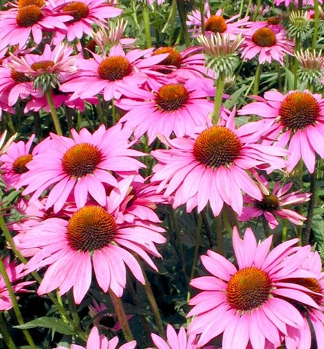 20 x ECHINACEA SEEDS-PURPLE CONE FLOWER-LAVENDER FLOWERS-MEDICINAL GARDEN PLANT - Picture 9 of 18