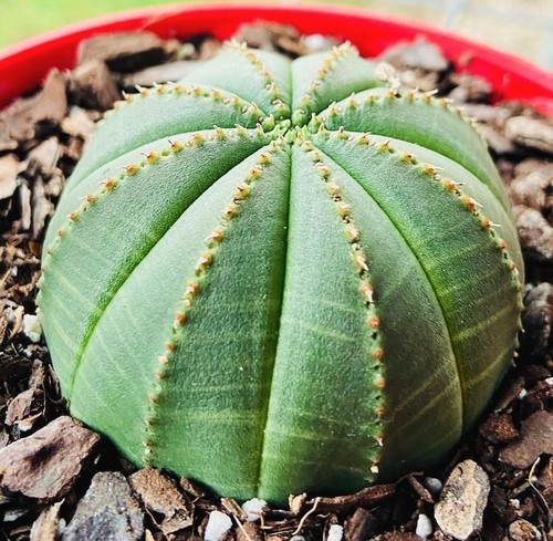 Euphorbia Obesa - Rare Baseball Plant | Unique Round Succulent - Picture 2 of 7