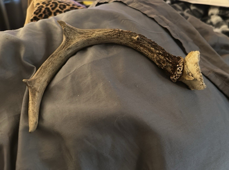 Deer Antler Shed Horn Piece - Mammal Animal Species Deer