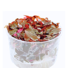 Buy2Get1Free Rosaefolia Alternanthera Reineckii T/C Cup Live Aquarium Plant